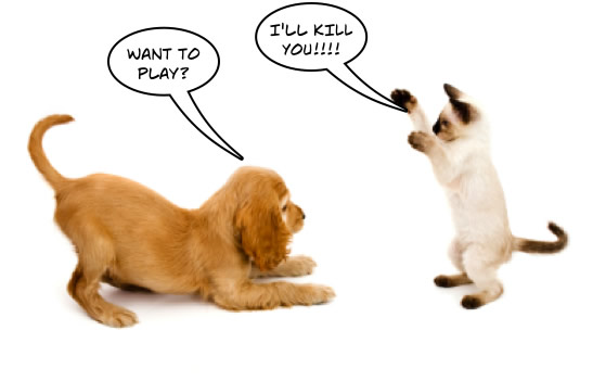 cat-dog-fight