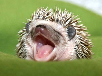 Hedgehog